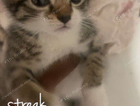 kitten
