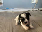 Puppy