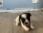 puppy