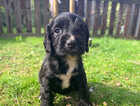 Puppy