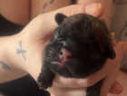 Puppy