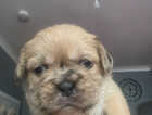 Puppy