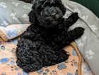 Puppy
