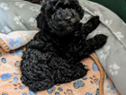 puppy