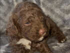 Puppy