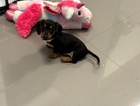 puppy