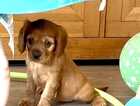 Puppy