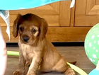 puppy