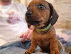 Puppy