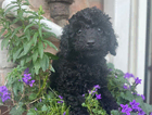 puppy