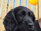 puppy