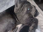 Puppy