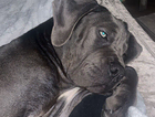 puppy