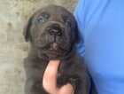 Puppy