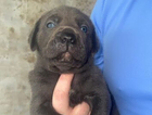 puppy