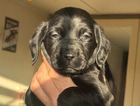 puppy - orange