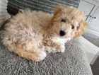 Puppy