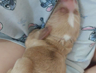 puppy