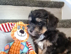 puppy