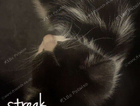 kitten