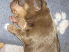 puppy