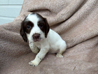 puppy
