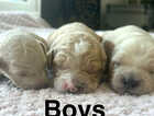 Puppy