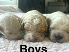 puppy