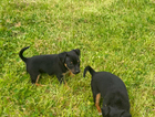 puppy