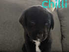 Puppy