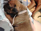 Puppy
