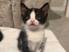 Kitten