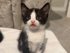 kitten