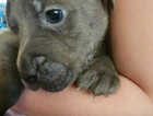 Puppy