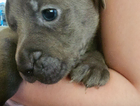puppy
