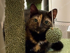 Missing Shorthair Tortie