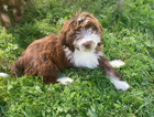 puppy