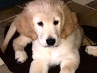 benji