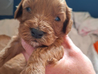 puppy