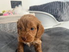 puppy