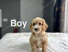 Puppy
