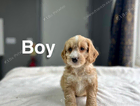 puppy