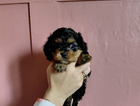 mollie