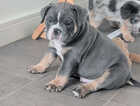 Puppy