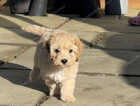 Puppy
