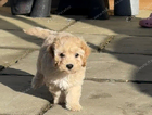 puppy