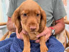 Puppy