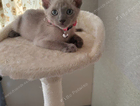 kitten-red collar