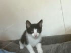 kitten