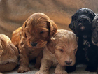 puppy